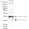 Антитела anti-Caspase 9 antibody, мышиные моноклональные, Arigobio