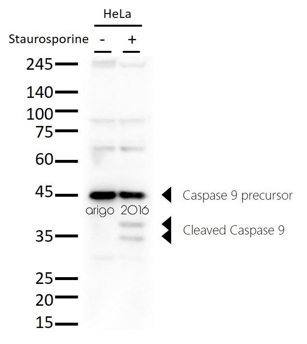 Антитела anti-Caspase 9 antibody, мышиные моноклональные, Arigobio