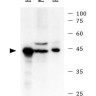 Антитела anti-Caspase 9 antibody, мышиные моноклональные, Arigobio