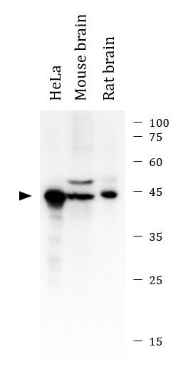 Антитела anti-Caspase 9 antibody, мышиные моноклональные, Arigobio