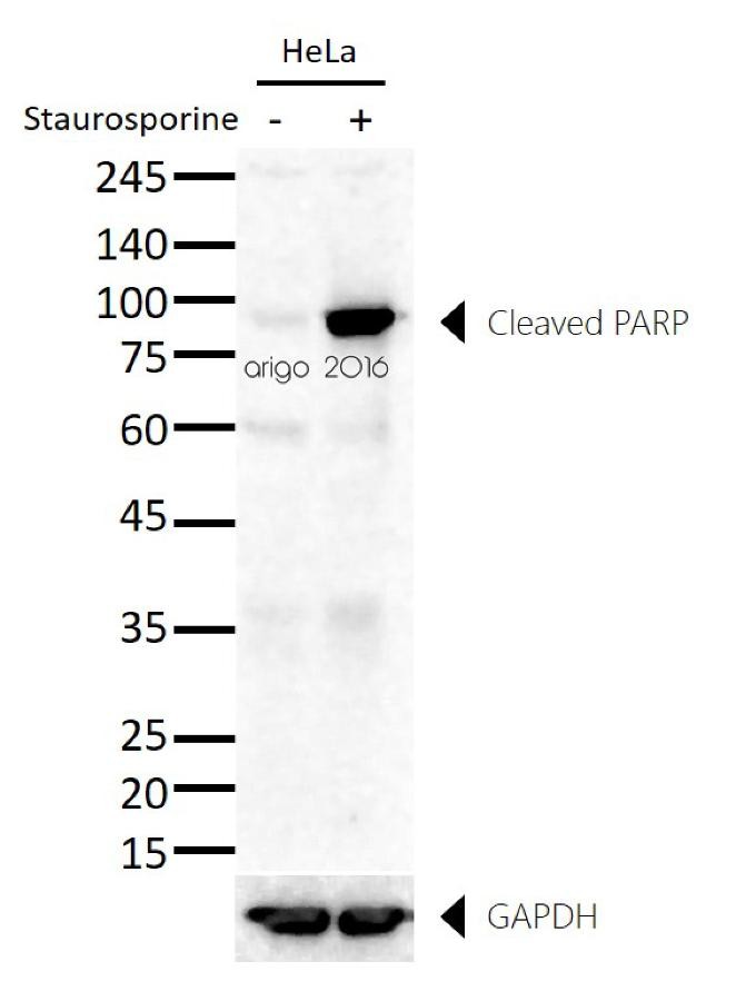 Антитела anti-PARP (cleaved) antibody, кроличьи поликлональные, Arigobio