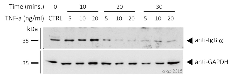 Антитела I kappa B alpha Antibody, кроличьи, поликлональные, Arigobio