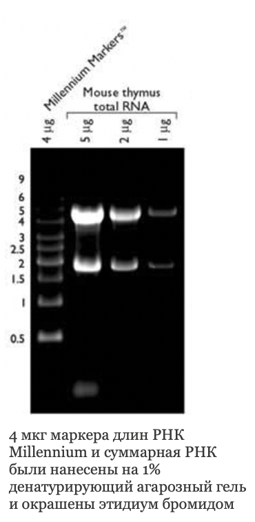 Маркер длин РНК, Millennium, 10 фрагментов от 500 до 9000 п.н., 1 мг/мл, Thermo FS