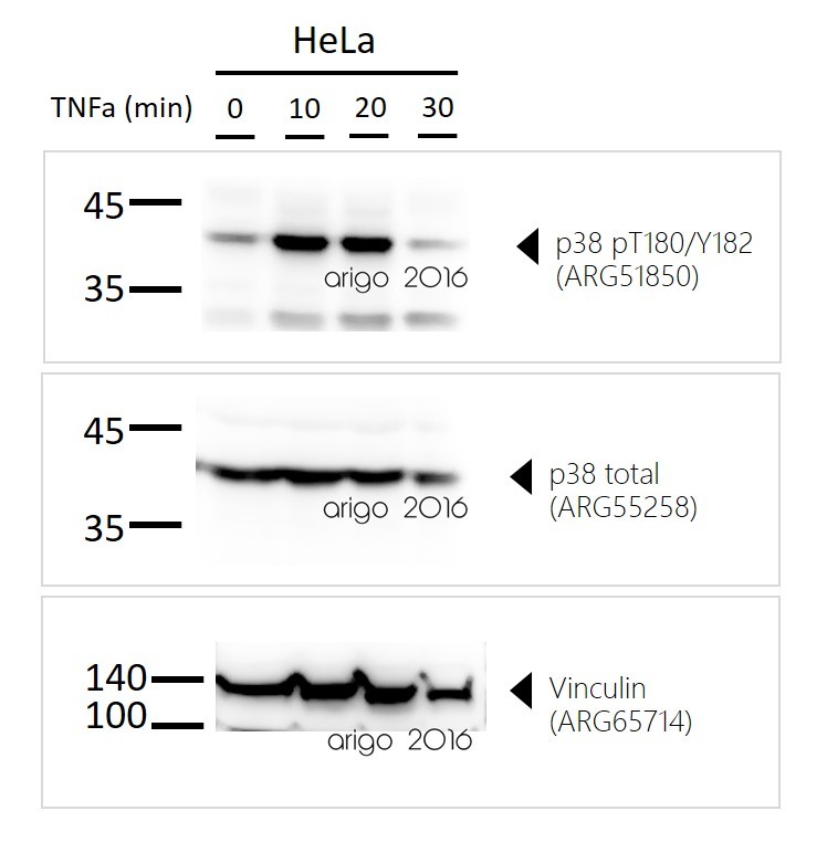 Антитела p38 phospho T180/Y182 Antibody, кроличьи поликлональные, Arigobio