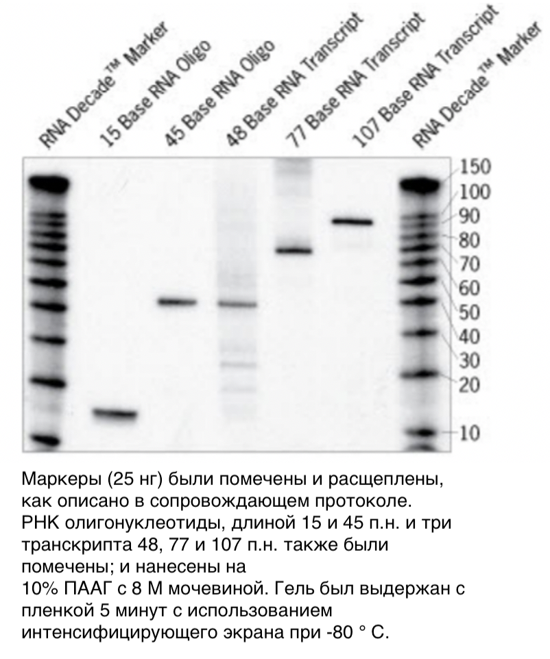 Набор маркеров Decade Markers System (для получения маркеров РНК с радиоактивной меткой), Thermo FS