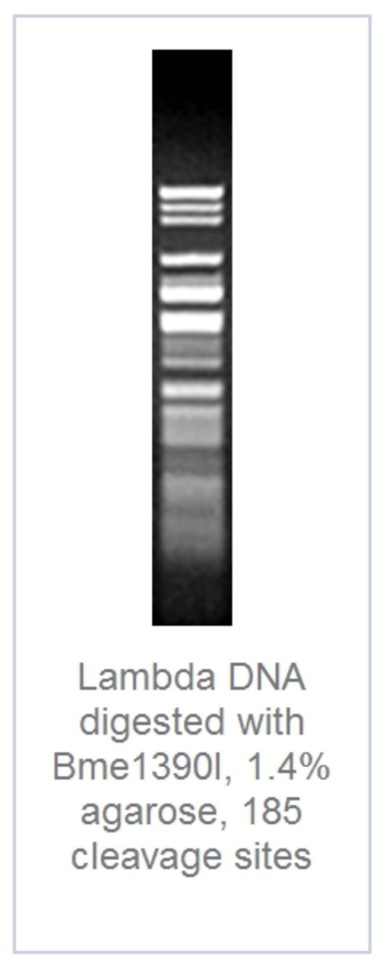 Эндонуклеаза рестрикции Bme1390I Fast Digest для ускоренного гидролиза ДНК, Fermentas, Thermo FS