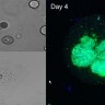 Набор nadia3D Kit, для инкапсуляции клеток, Dolomite Microfluidics