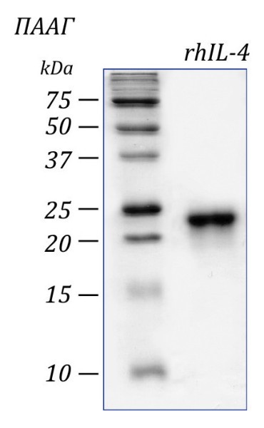 Интерлейкин 4 человека, рекомбинантный белок, rhIL-4, Россия