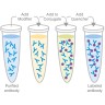 Набор для конъюгации антител PE / R-Phycoerythrin Conjugation Kit, Lightning-Link, Abcam