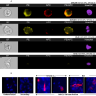 Набор для конъюгации антител PE / R-Phycoerythrin Conjugation Kit, Lightning-Link, Abcam