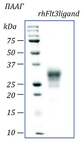 Лиганд fms-подобной тирозинкиназы 3 человека, рекомбинантный белок, rhFlt3L, Россия