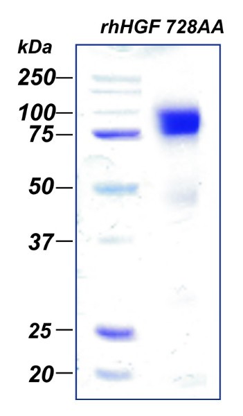 Фактор роста гепатоцитов человека, рекомбинантный белок, rhHGF 728AA, Россия