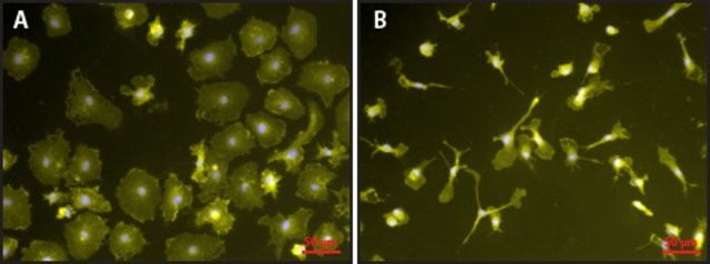 Липополисахарид из E.coli, 0111:B, Merck (Millipore, Sigma-Aldrich, Supelco)