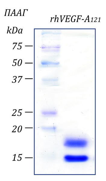 Фактор роста эндотелия сосудов-А человека, изоформа 121, рекомбинантный белок, rhVEGF-A121, Россия