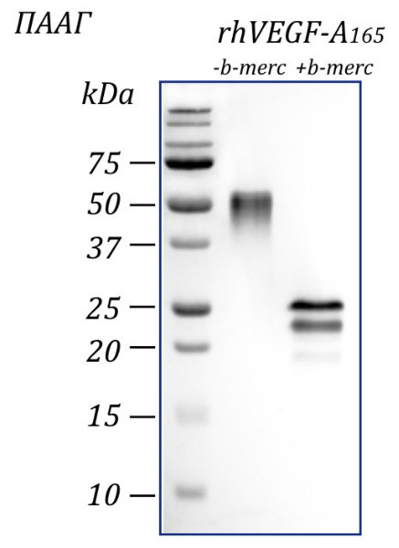 Фактор роста эндотелия сосудов-А человека, изоформа 165, рекомбинантный белок, rhVEGF-A165, Россия