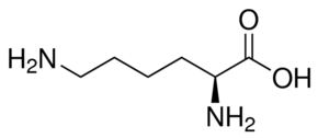 Лизин-L, аналитический стандарт, ⩾ 95,0% (HPLC), Supelco, Merck (Millipore, Sigma-Aldrich, Supelco)