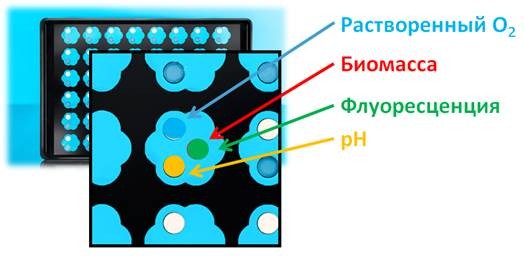 Планшет с лепестковыми лунками Flower Plate, прозрачное дно, рН- и O2-оптоды, для низких значений рН, 1 шт., M2p-labs