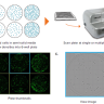 Система многопараметрического анализа клеток CloneSelect Imager, Molecular Devices