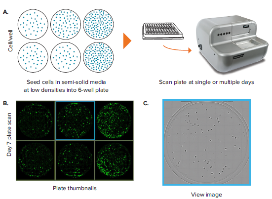 Система многопараметрического анализа клеток CloneSelect Imager, Molecular Devices