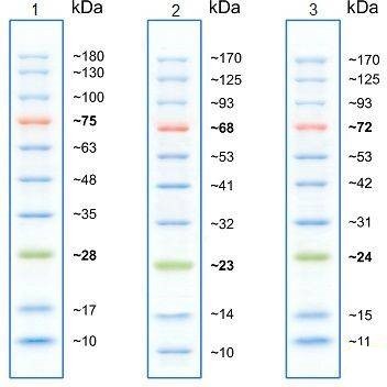 Маркеры белковые молекулярного веса, предокрашенные, Prism Ultra, 10-180 кДа, 10 полос, Abcam