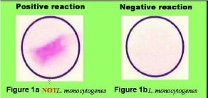 Набор для биохимической идентификации Listeria monocytogenes, O.B.I.S., 60 тестов/уп, Thermo FS