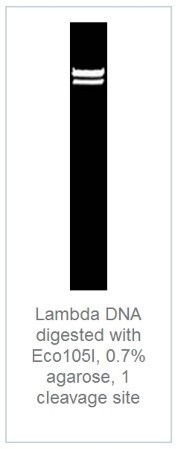 Эндонуклеаза рестрикции Eco105I (SnaBI), 10 е.а./мкл, Fermentas, Thermo FS