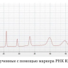 Маркер РНК, RNA 6000, от 200 п.н. до 6000 п.н., 150 мкг/мл, Thermo FS