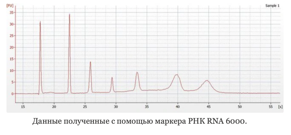 Маркер РНК, RNA 6000, от 200 п.н. до 6000 п.н., 150 мкг/мл, Thermo FS