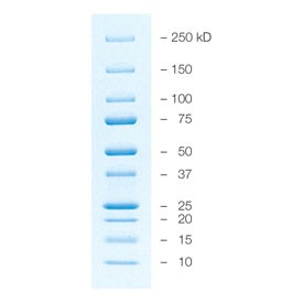 Маркеры белковые молекулярного веса, предокрашенные, 10-250 кДа, 10 полос, Bio-Rad