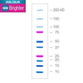 Маркеры белковые молекулярного веса, предокрашенные, Dual Color, 10-250 кДа, 10 полос, Bio-Rad