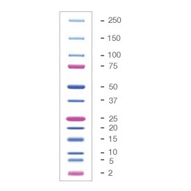 Маркеры белковые молекулярного веса, предокрашенные, Dual Xtra, 2-250 кДа, 12 полос, Bio-Rad