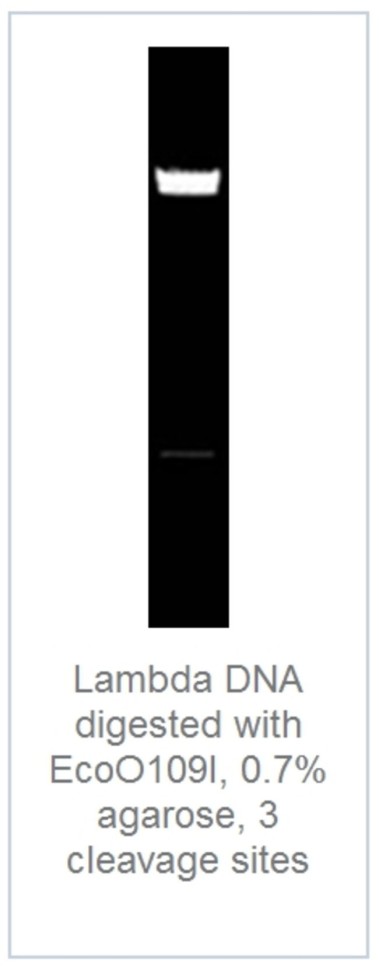 Эндонуклеаза рестрикции EcoO109I Fast Digest для ускоренного гидролиза ДНК, Fermentas, Thermo FS