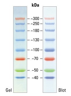 Маркеры белковые молекулярного веса, предокрашенные, Spectra, 40-300 кДа, 8 полос, Thermo FS