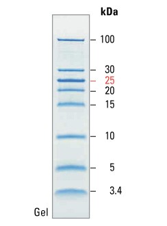 Маркеры молекулярной массы белков, неокрашенные, PageRuler, 3,4-100 кДа, для SDS-электрофореза и вестерн-блоттинга, Thermo FS