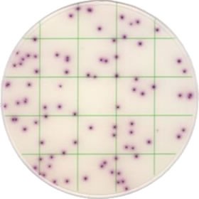 Тест-пластины KangarooSci для определения количества Staphylococcus aureus, 12 шт./уп., Ringbio