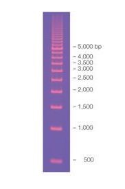 Маркер длин ДНК EZ Load 500bp, 16 фрагментов от 500 до 8000 п.н., готовый к применению, 0,08 мкг/мкл, Bio-Rad