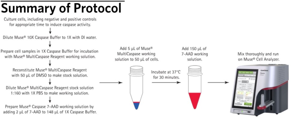 Набор для анализа апоптоза (каспазы 1, 3, 4, 5, 6, 7, 8 и 9) Muse Muse MultiCaspase Kit, 100 тестов, Luminex