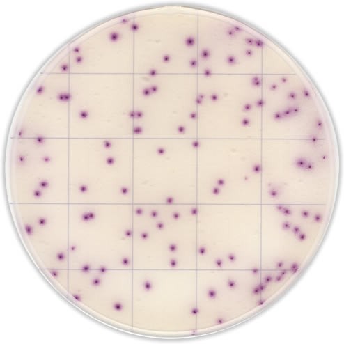 Тест-пластины KangarooSci для экспресс определения количества Bacillus cereus, 12 шт./уп., Ringbio