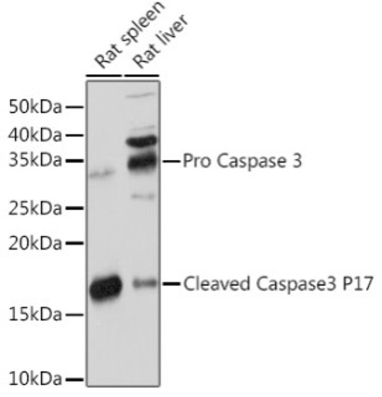 Антитела [KO Validated] active + pro Caspase-3 кроличьи, моноклональные, ABclonal