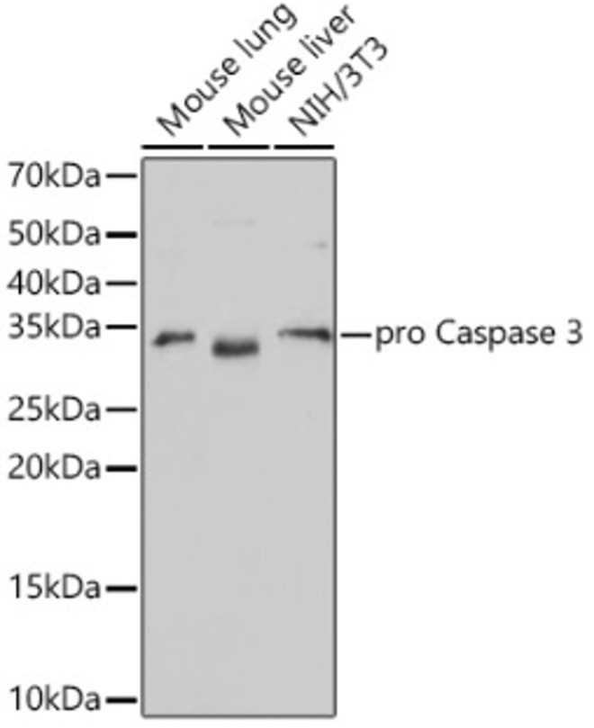 Антитела [KO Validated] active + pro Caspase-3 кроличьи, моноклональные, ABclonal