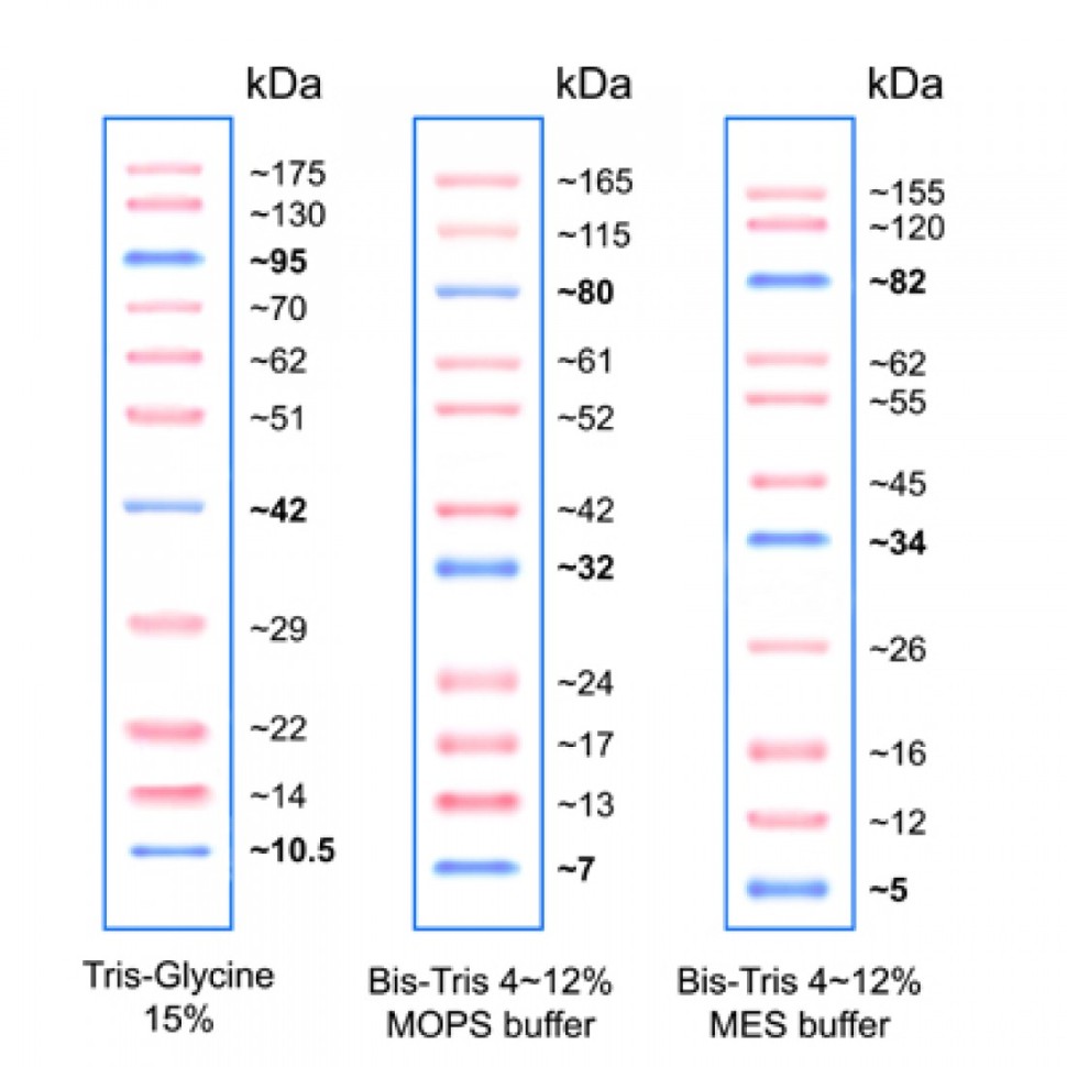 Маркеры белковые молекулярного веса, предокрашенные, Prism Ultra, 10-175 кДа, 11 полос, Abcam