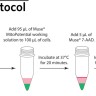 Набор для анализа митохондриального потенциала Muse MitoPotential Kit, 100 тестов, Luminex