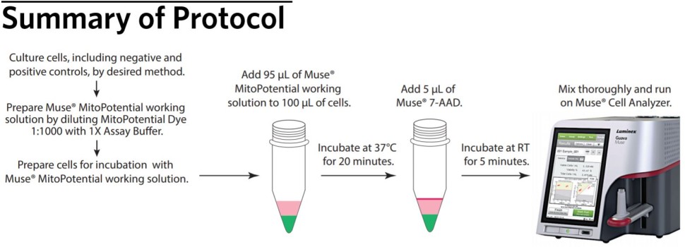 Набор для анализа митохондриального потенциала Muse MitoPotential Kit, 100 тестов, Luminex