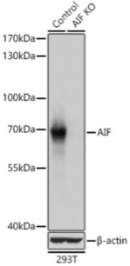 Антитела [KO Validated] AIF кроличьи, поликлональные, ABclonal