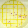 Микробиологические экспресс-тесты для определения Staphylococcus aureus, за 24-48 ч, Petrifilm, 25 шт./уп., 3M (аналоги арт. 61893, Kikkoman; арт. KGR002, Ringbio)