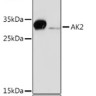 Антитела [KO Validated] AK2 кроличьи, поликлональные, ABclonal
