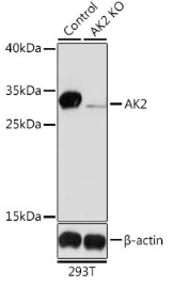 Антитела [KO Validated] AK2 кроличьи, поликлональные, ABclonal