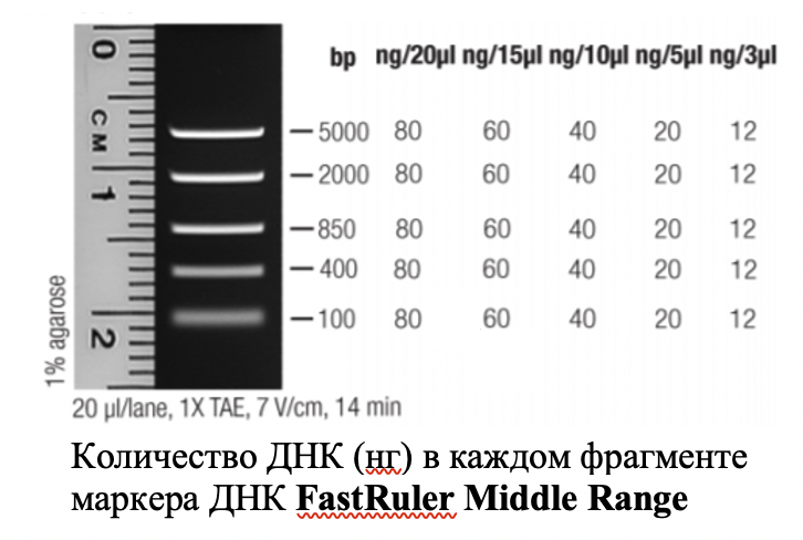 Маркер длин ДНК FastRuler Middle Range, 5 фрагментов от 50 до 1500 п.н., готовый к применению, Thermo FS