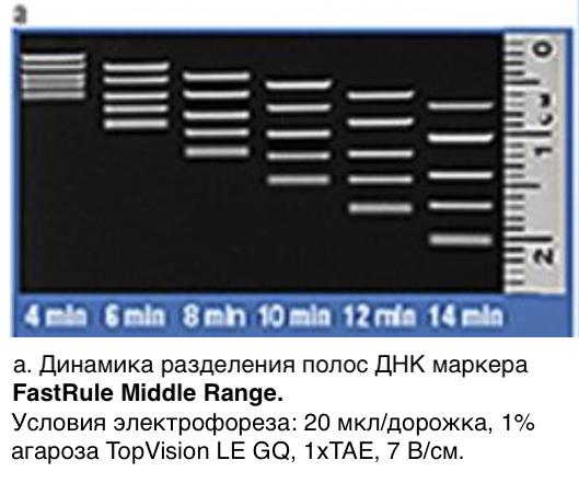 Маркер длин ДНК FastRuler Middle Range, 5 фрагментов от 50 до 1500 п.н., готовый к применению, Thermo FS