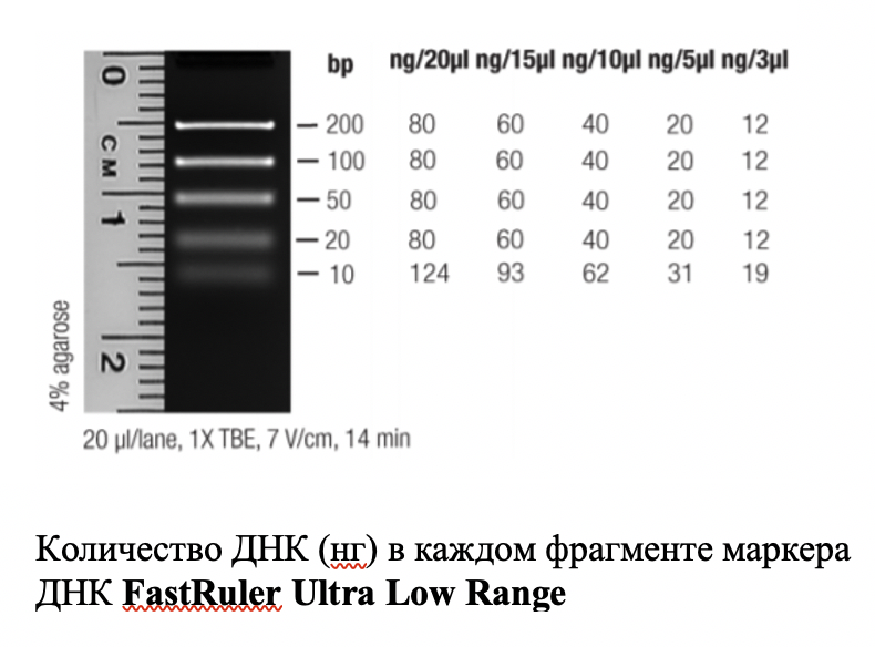 Маркер длин ДНК FastRuler Ultra Low Range, 5 фрагментов от 10 до 200 п.н., готовый к применению, Thermo FS